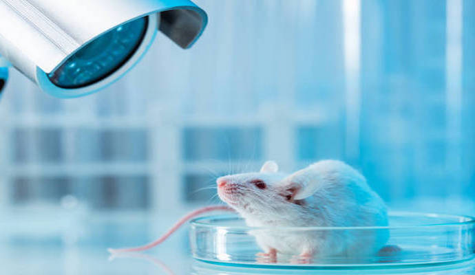 Alternatives to Animal Testing Models in Clinical and Biomedical Research